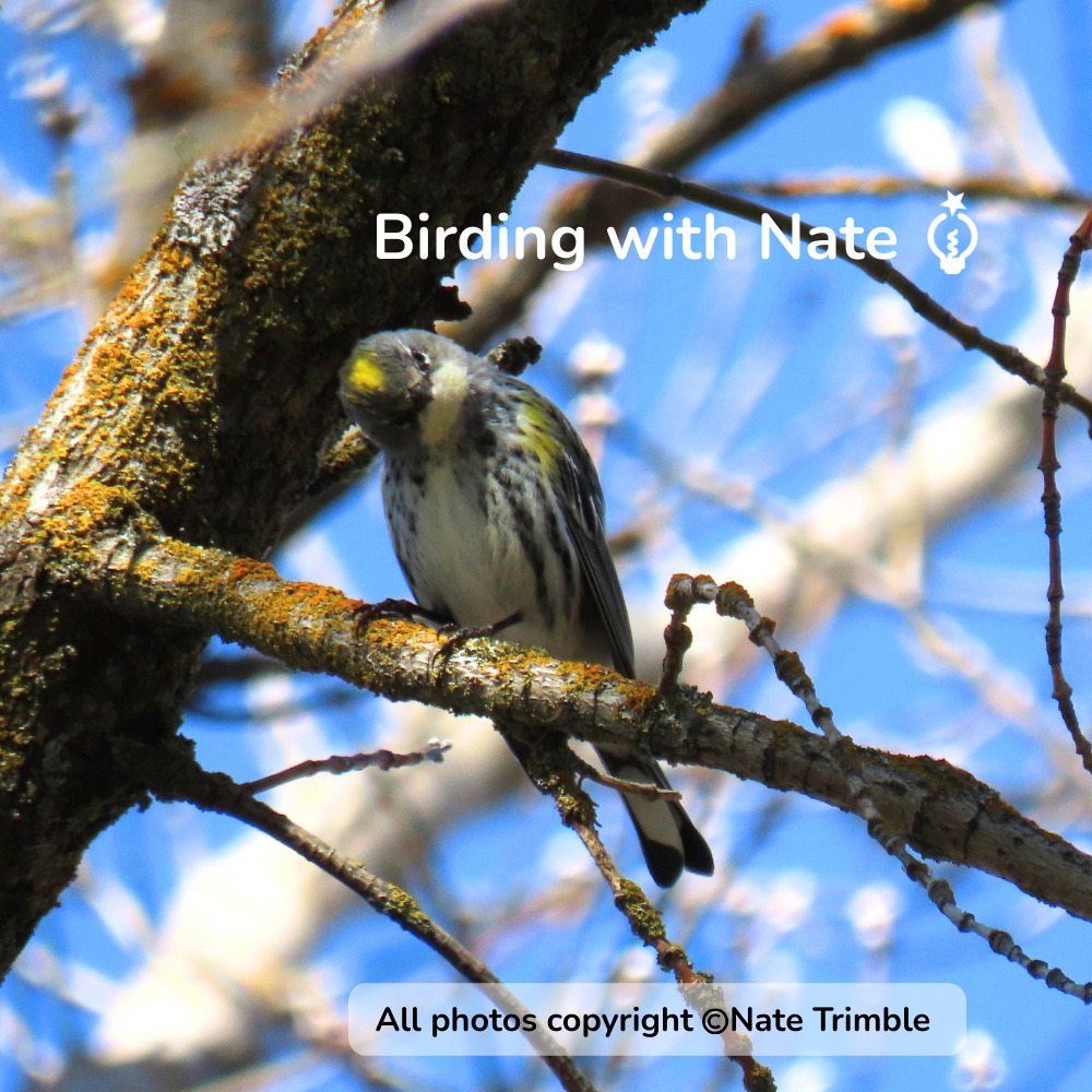 A yellow-rumped warbler with a yellow crown and streaked feathers perched on a textured tree branch against a blue sky.