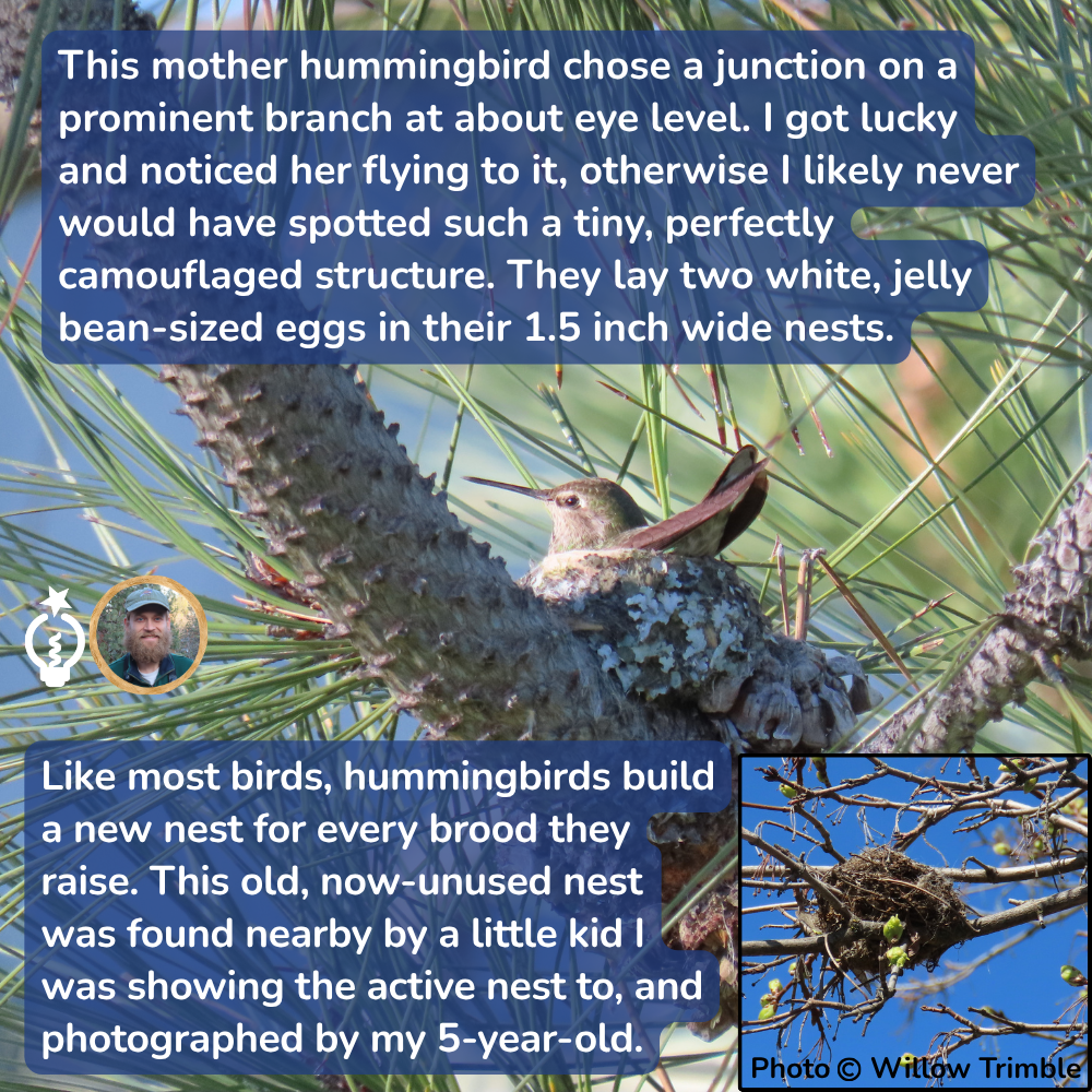A mother Anna's hummingbird sits on a tiny, camouflaged nest on a tree branch, with an inset showing an old, unused nest nearby.