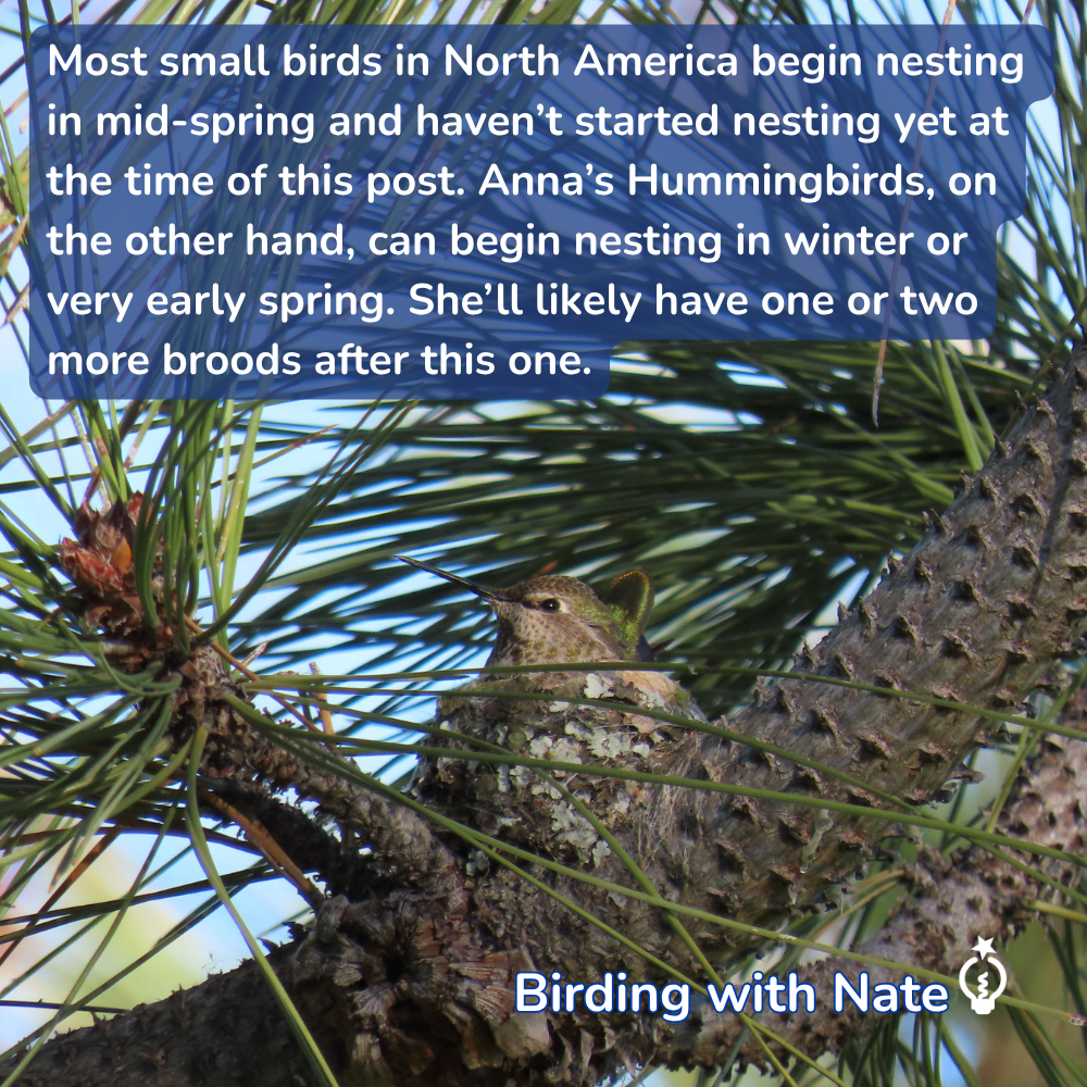 An Anna's Hummingbird sits in a small, lichen-covered nest nestled on a pine tree branch outside ScienceWorks.