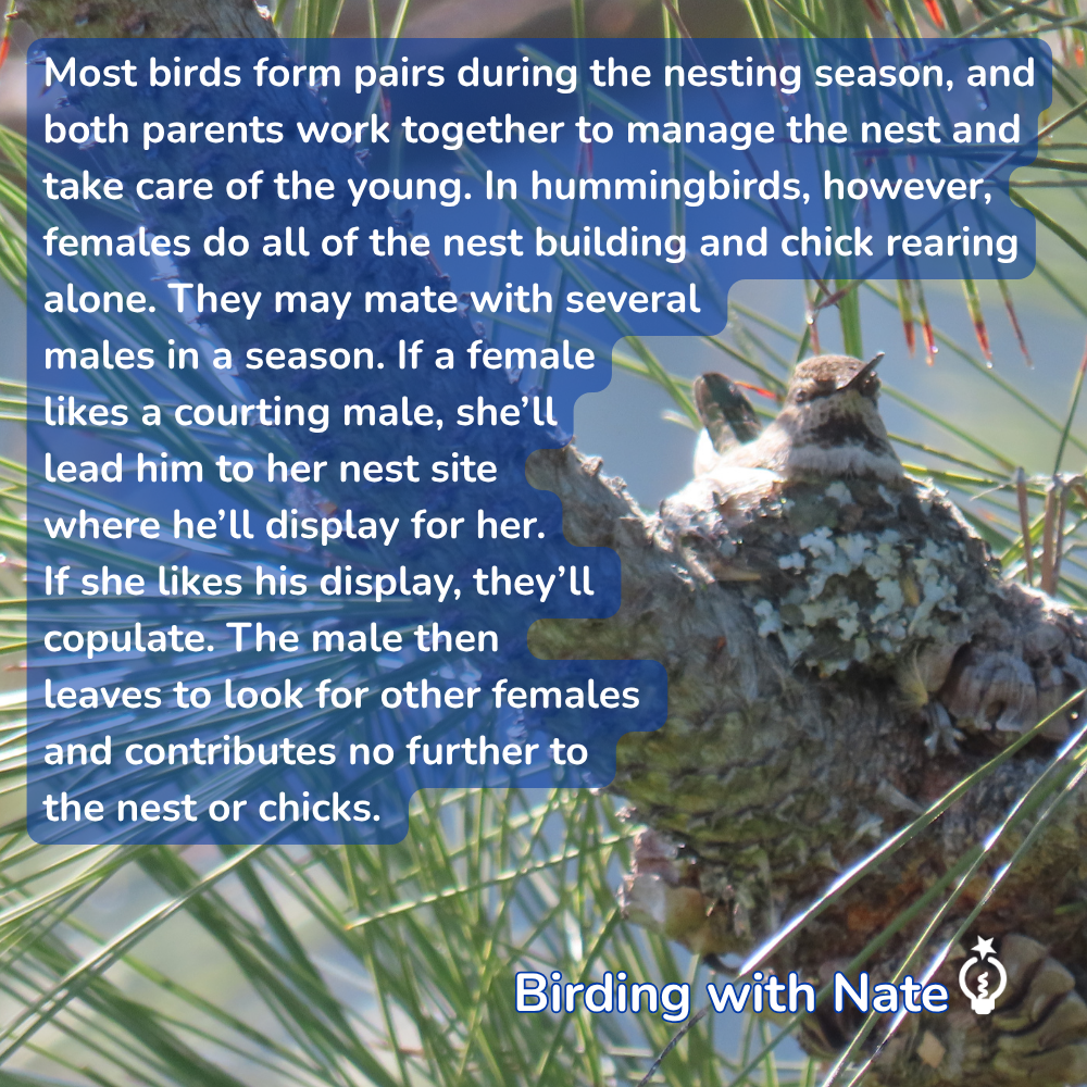 A hummingbird sits in a small, lichen-covered nest on a pine branch, next to educational text about hummingbird mating.