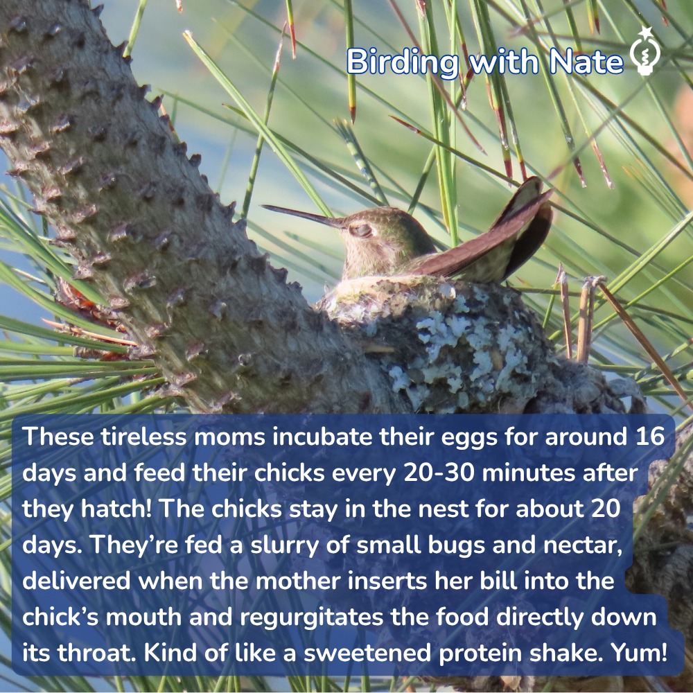 An Anna's hummingbird sits on a nest nestled in a pine tree, with text about hummingbird mothering habits overlaid on the image.