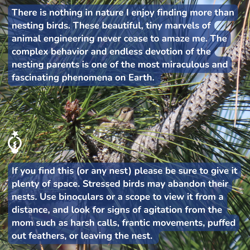 An Anna's hummingbird sits in a small, camouflaged nest within pine branches. Text overlays provide advice on observing nesting birds.