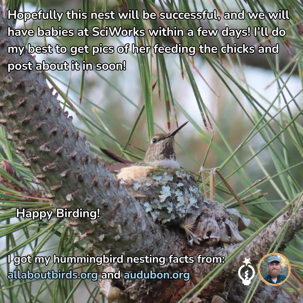An Anna's hummingbird sits on a small, lichen-covered nest tucked into a pine tree branch. Text overlays discuss nesting success.