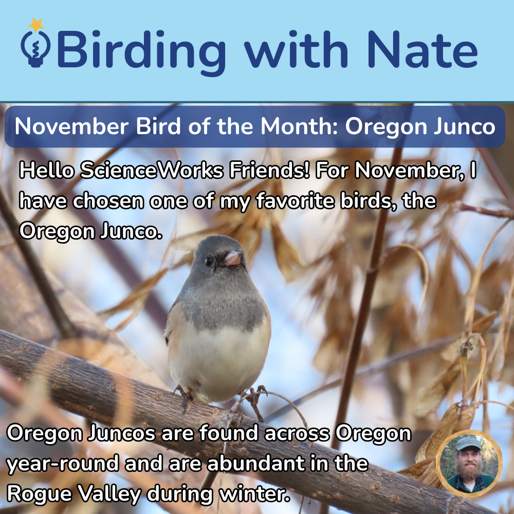 image featuring an Oregon Junco bird. Text details its abundance in Oregon and winter Rogue Valley presence.