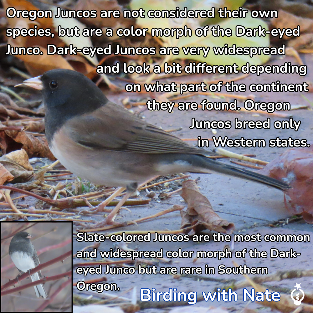 Dark-eyed Junco bird with a gray head and brown body. Text describes its color morph, the Oregon Junco, which breeds in western states.