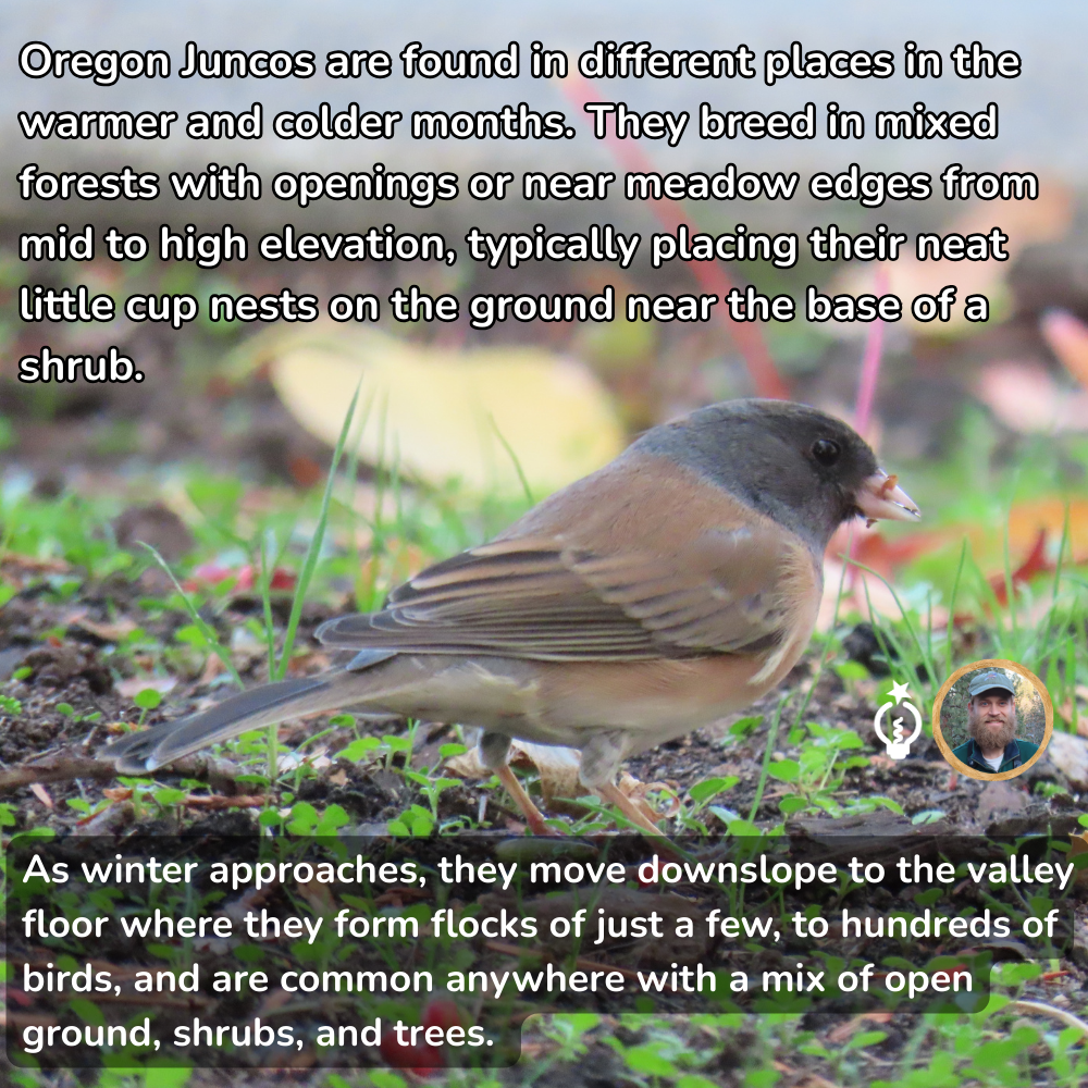 An Oregon Junco bird on the ground with text about its habitat and migration patterns.