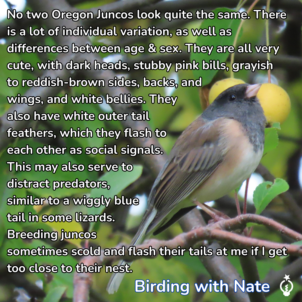 Oregon Junco bird perched on a branch, described with text about its appearance, behavior, and variations.