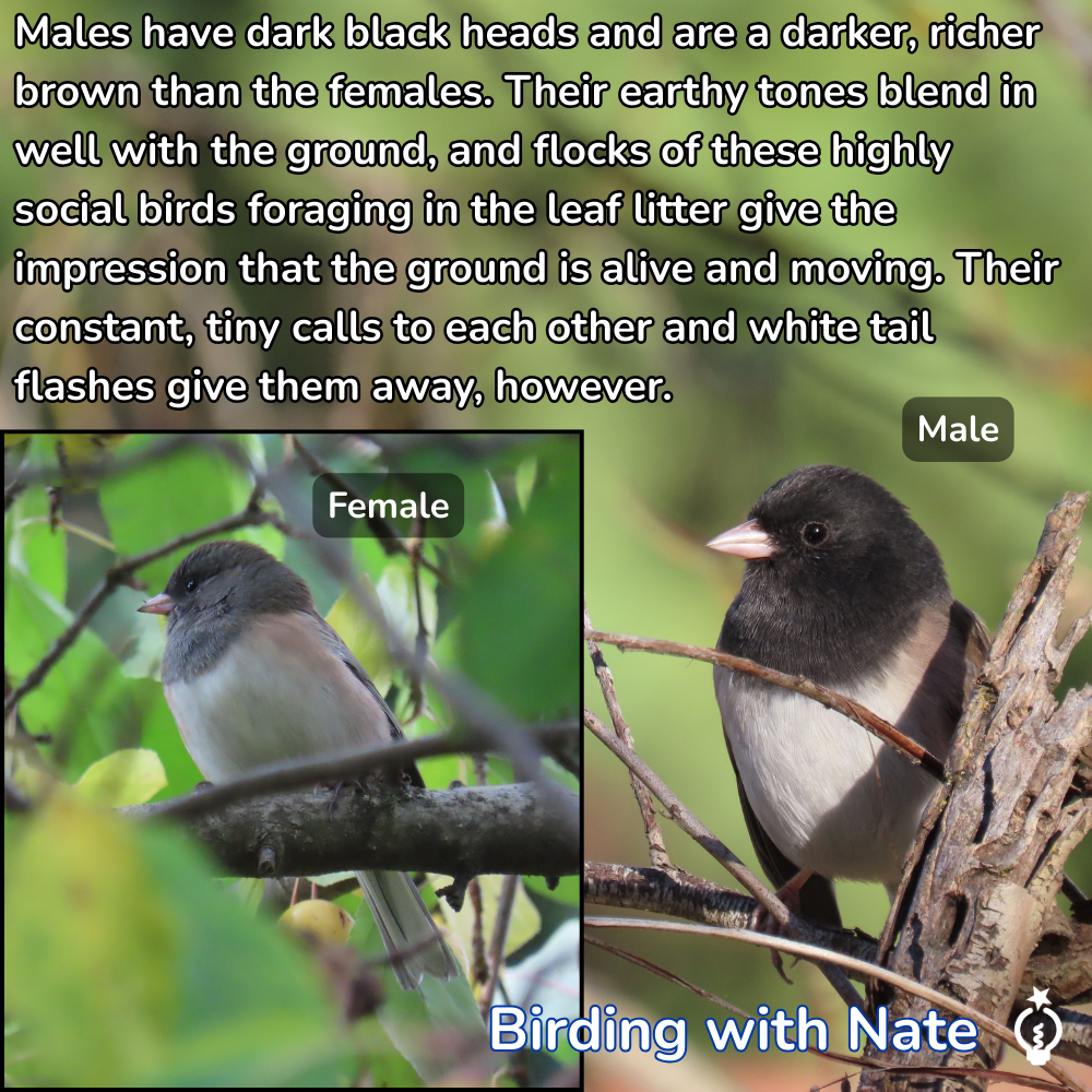 Comparison of male and female Junco birds. Male has black head, brown body. Female has gray-brown head, lighter brown body.