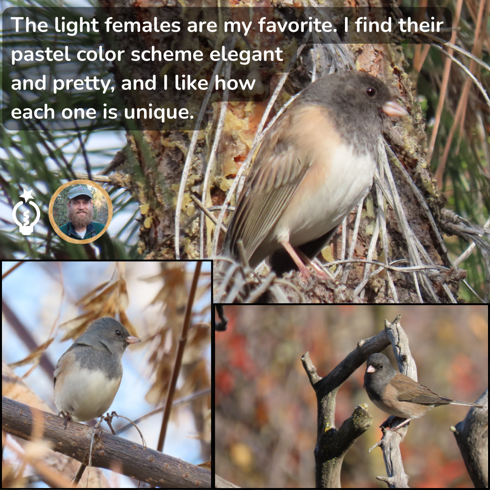 A collage featuring dark-eyed juncos. Top: A light female perched on a tree. Below: two more juncos in different settings.