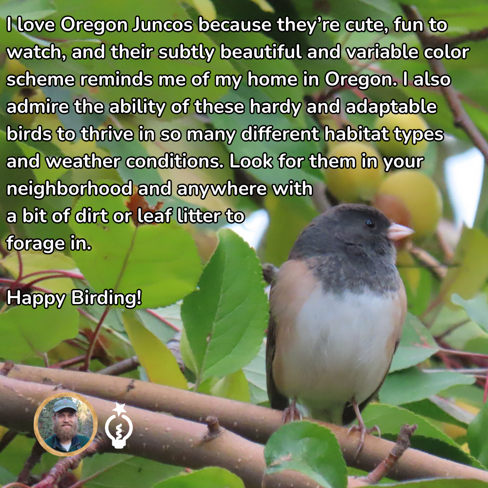 Oregon Junco bird on a branch, text about the bird, and a profile photo of Nate Trimble.