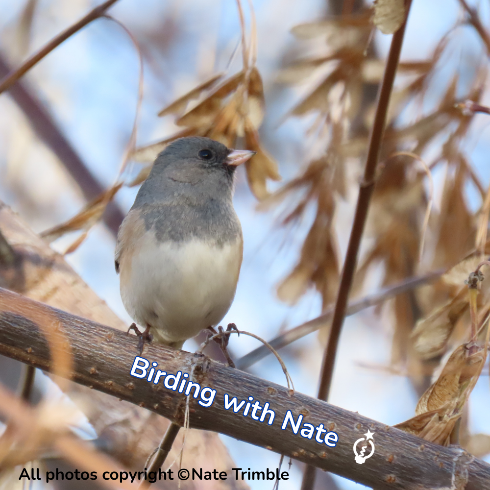 Dark-eyed Junco bird perched on a branch, gray head, white belly, brown branch, blue background.