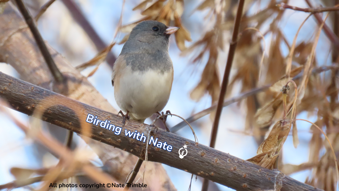Dark-eyed Junco bird perches on a branch with a gray head, light belly, and pink beak.