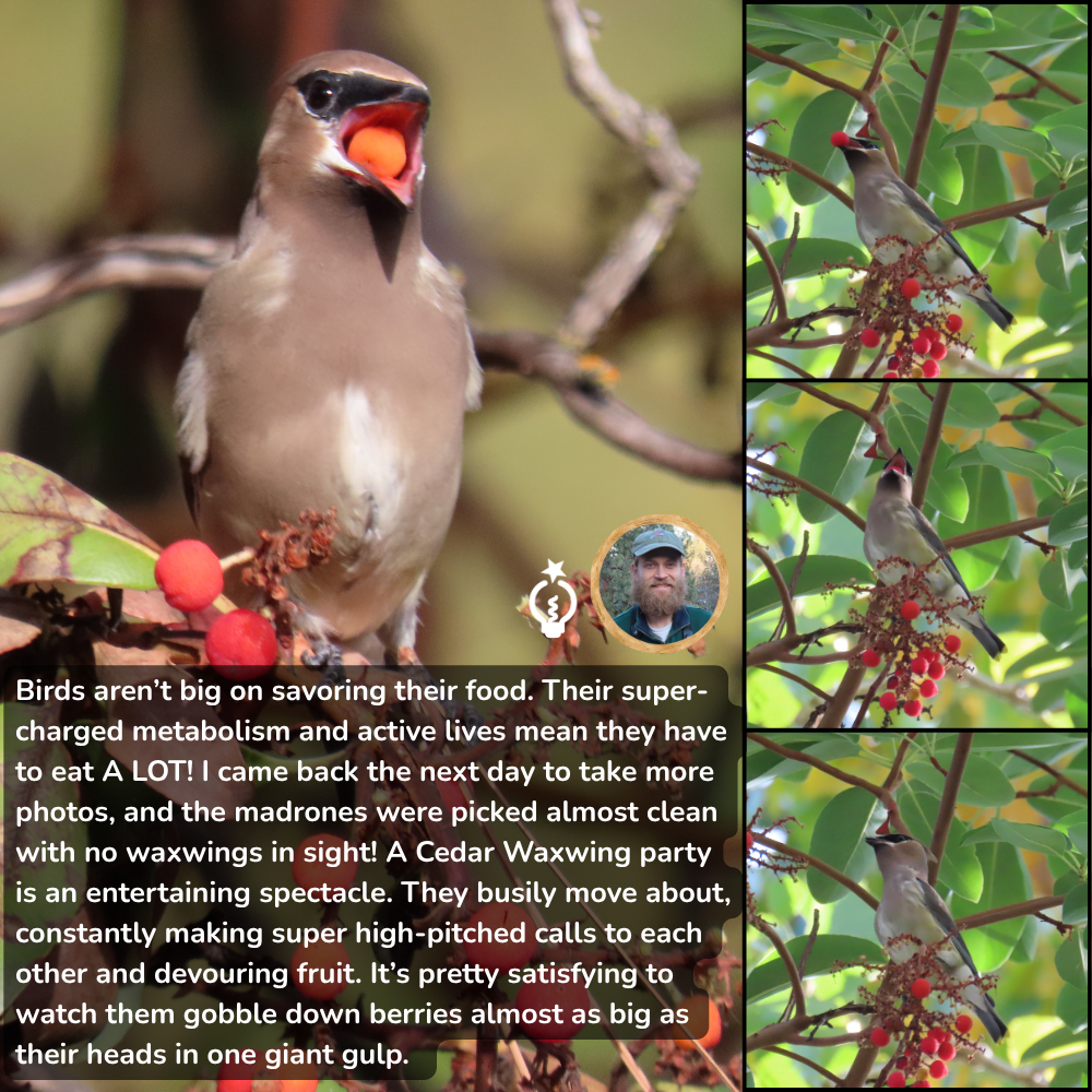 Birds aren’t big on savoring their food. Their supercharged metabolism and active lives mean they have to eat a lot! I came back the next day to take more photos, and the madrones were almost bare, with no waxwings in sight. A Cedar Waxwing party is an entertaining spectacle—they move constantly, making high-pitched calls to each other while devouring fruit. It’s fascinating to watch them gulp down berries nearly as big as their heads in one bite.