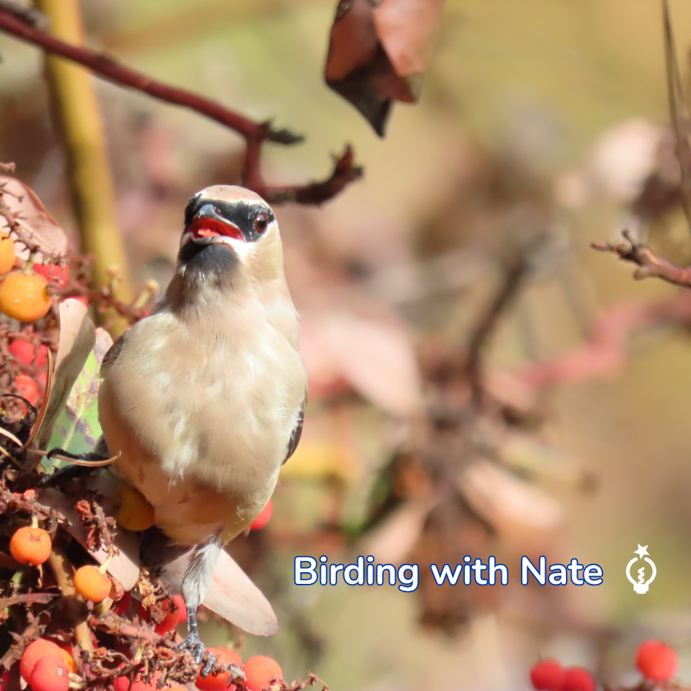 Cedar waxwing perched in a madrone tree