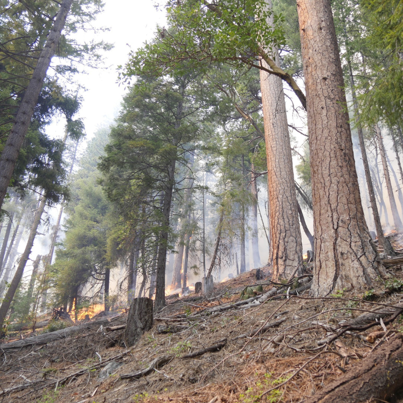 A prescribed underburn in the Ashland water shed brings beneficial fire to the landscape. Photo courtesy of Lomakatsi Restoration Project