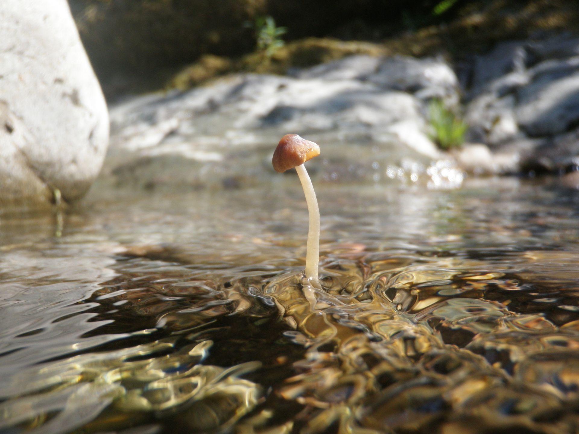 Mushroom growing in shallow, clear water; rocks and vegetation in background.