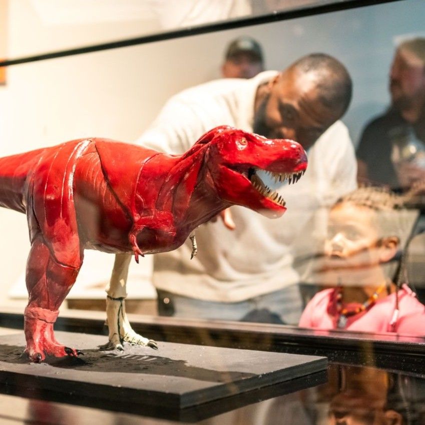 a child and parent examine a model of a t-rex that shows bone and muscle structures as part of the Paleoart exhibit at ScienceWorks