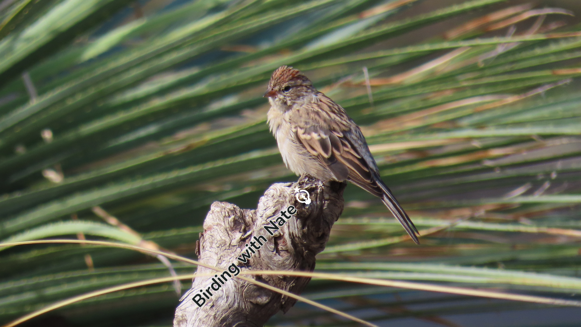 a chipping sparrow perched on a branch with long grass stems in the background