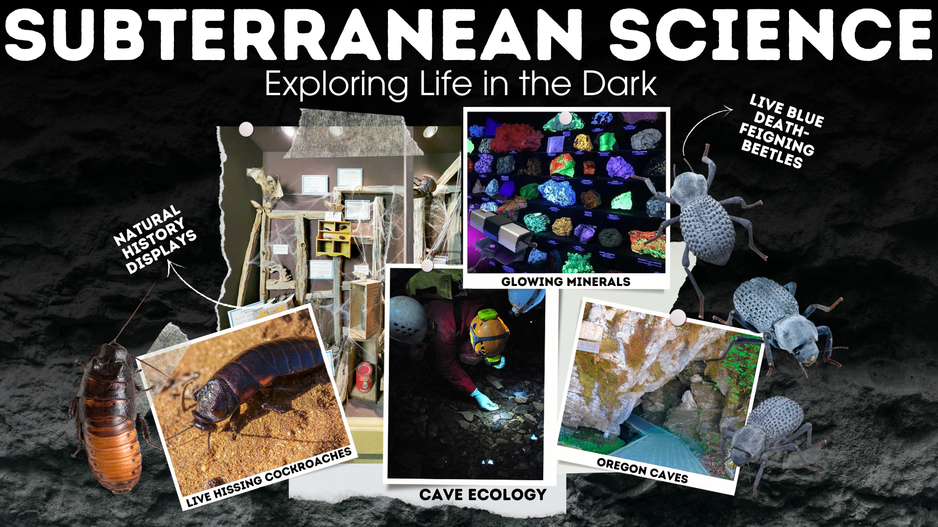 a collage of insects, minerals, and cave ecology images