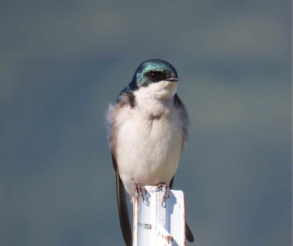 photo of tree swallow