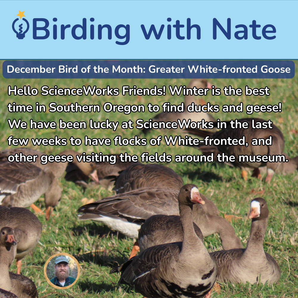 Flock of Greater White-fronted Geese grazing in a grassy field. Text: Birding with Nate, December Bird of the Month.
