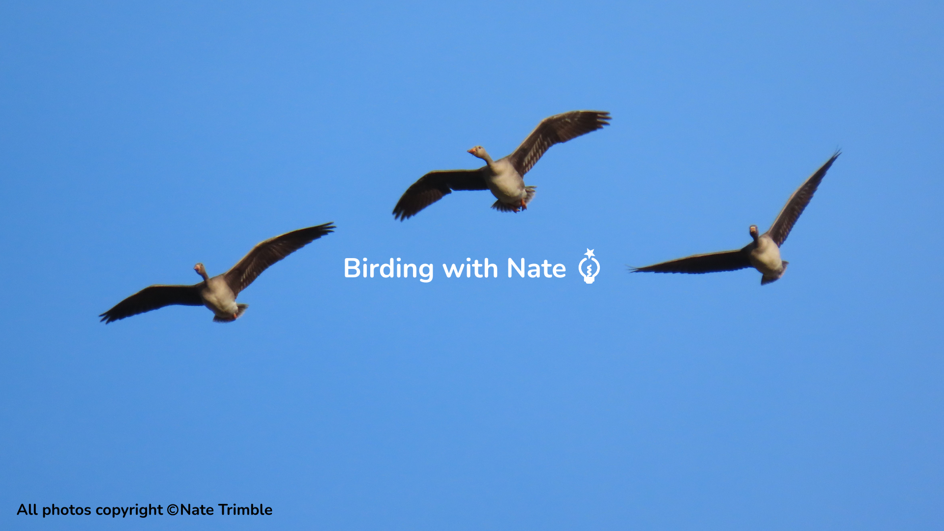 Three white-fronted geese flying in a clear blue sky, wings spread above ScienceWorks Hands-On Museum.