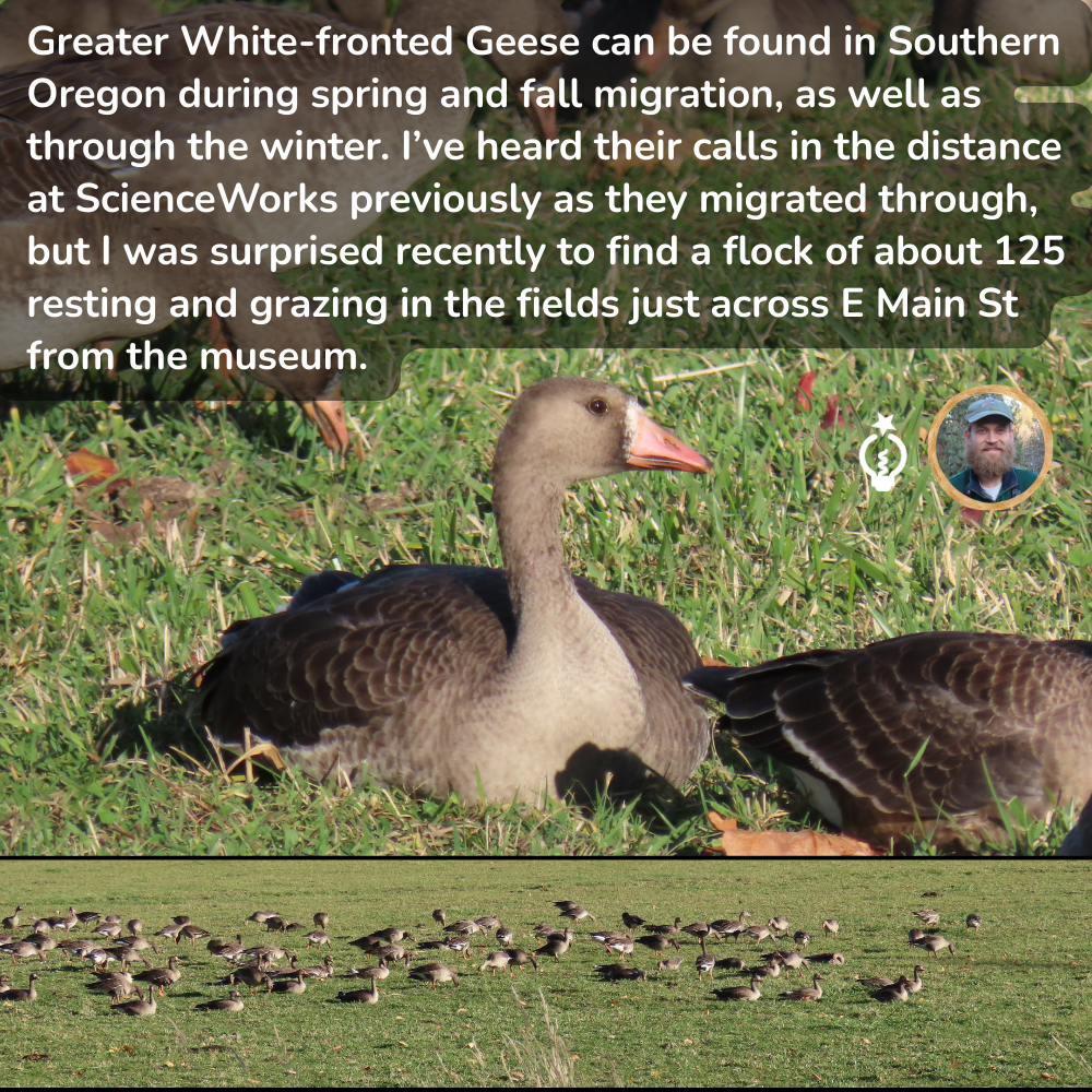 Greater White-fronted Geese resting in a field near E Main St in Southern Oregon. Nate's photo is overlaid.