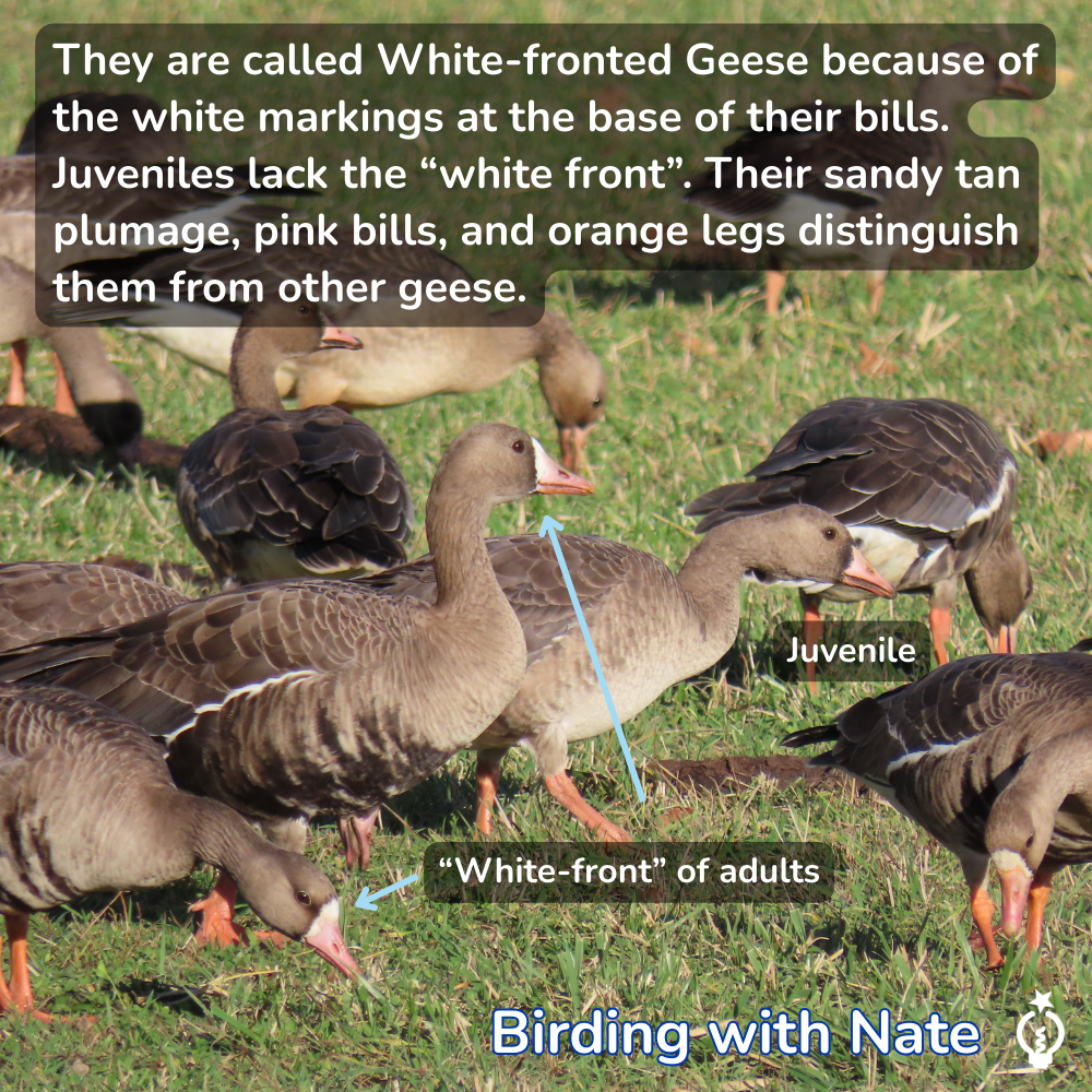 White-fronted geese: adults with white markings near bill, juveniles lack it. Sandy tan plumage, pink bills, orange legs.