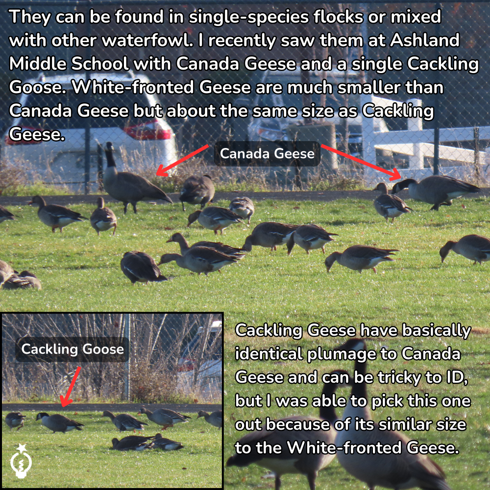 Geese flock on grass; included are Greater White-Fronted, Canada, and Cackling Geese.