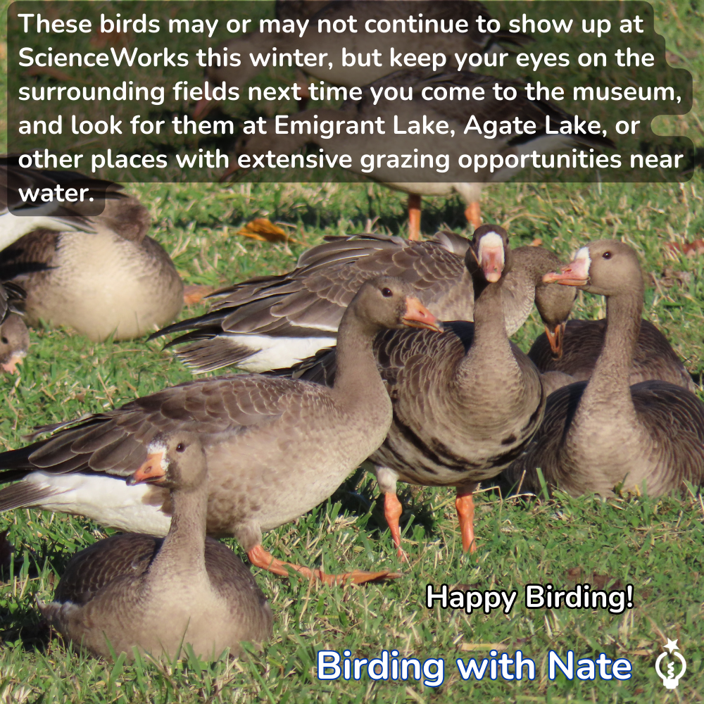 Greater White-fronted Geese in grass.  