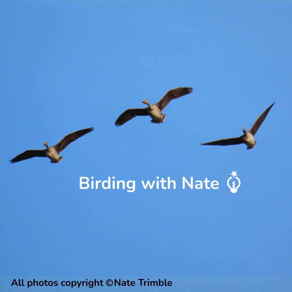 Three greater white-fronted geese flying in a blue sky; text 