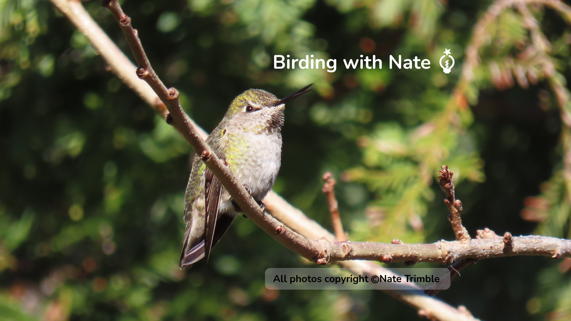 A hummingbird perched on a branch, head turned, against a blurred green background.