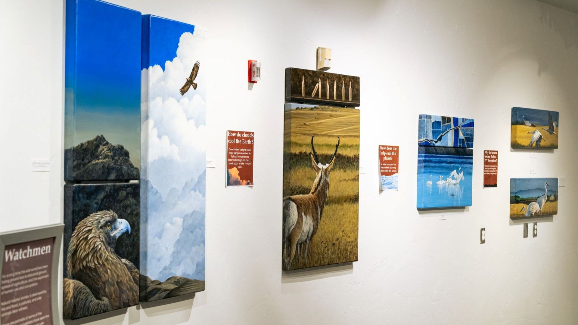 Artwork on a gallery wall: paintings of landscapes, wildlife, and clouds. Includes informational plaques. Claire Duncan exhibit.
