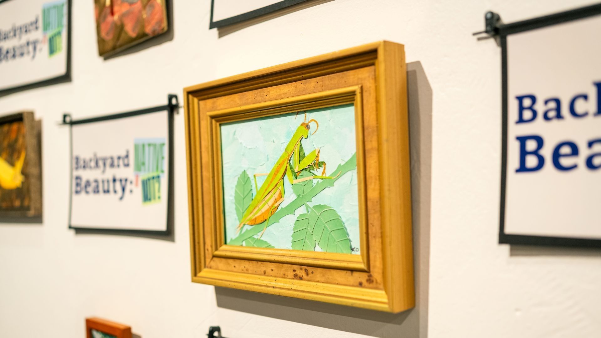 Framed praying mantis art, wooden frame, on white wall with Backyard Beauty; Native or Not? signs. Kailey Ousley exhibit.