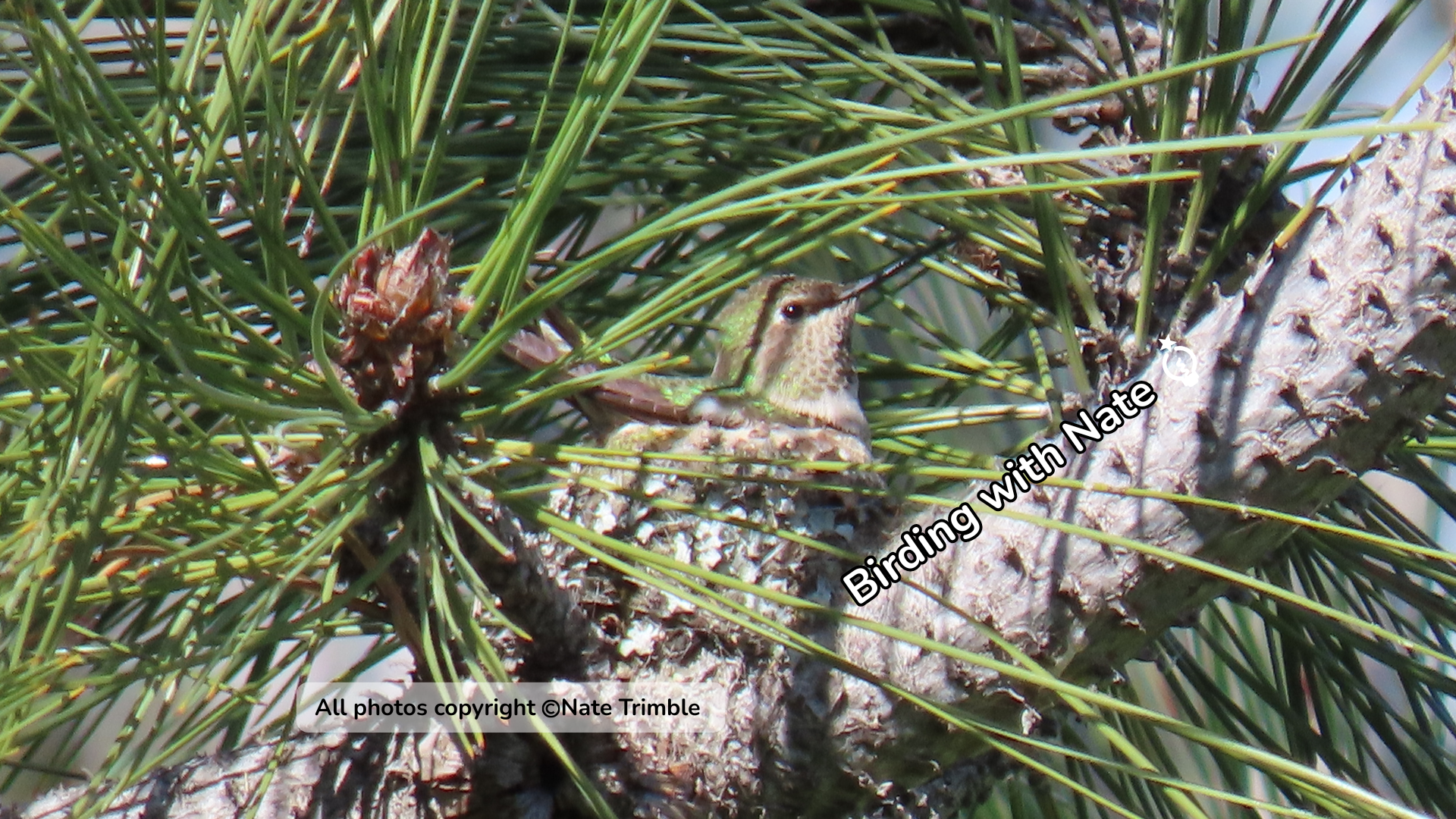 A female Anna's hummingbird sits inside a small, lichen-covered nest tucked within the branches of a pine tree outside ScienceWorks.