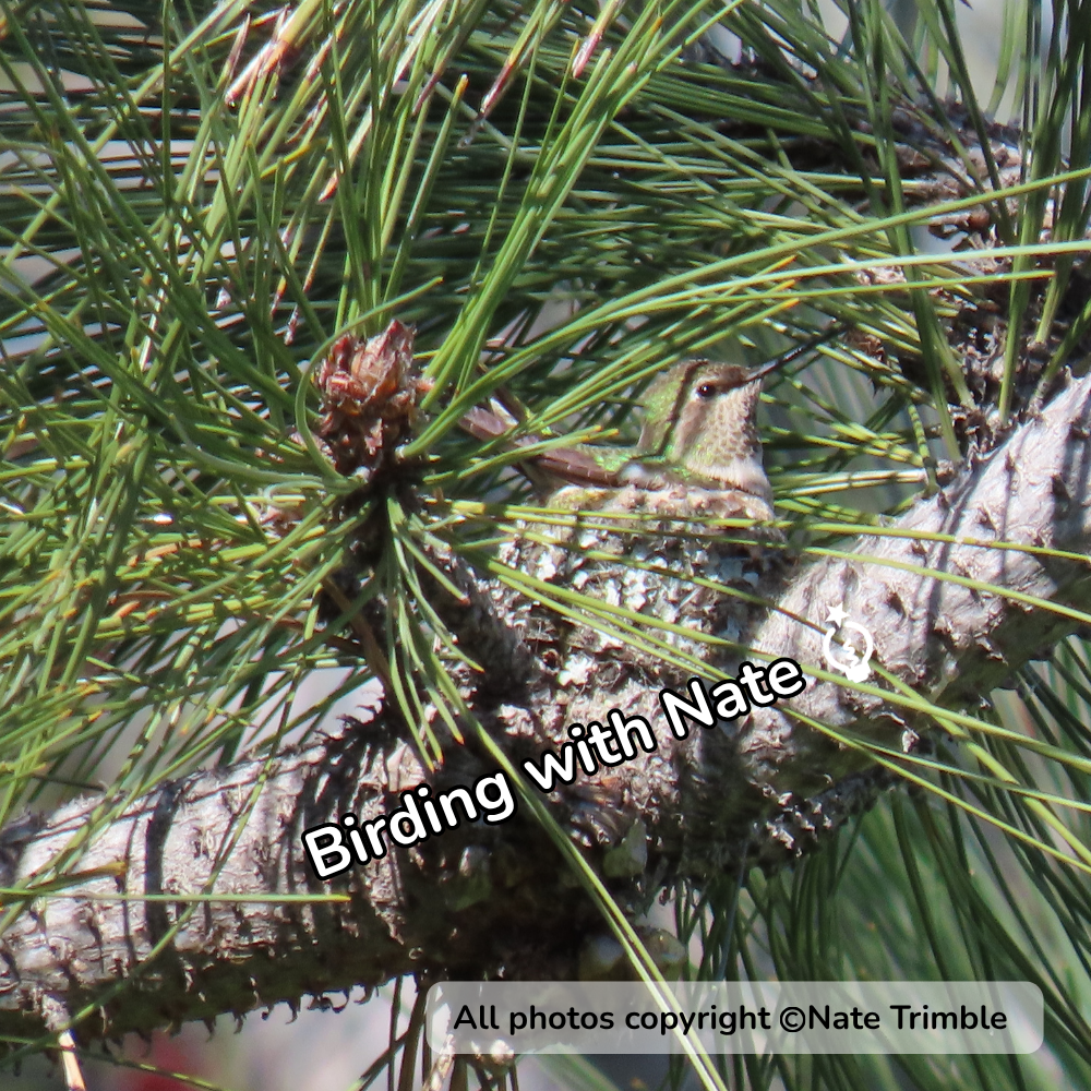 An Anna's hummingbird sits on a small, camouflaged nest built on a pine branch.