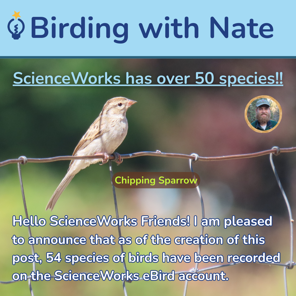 Hello ScienceWorks Friends! I am pleased to announce that as of the creation of this post, 54 species of birds have been recorded on the ScienceWorks eBird account.
