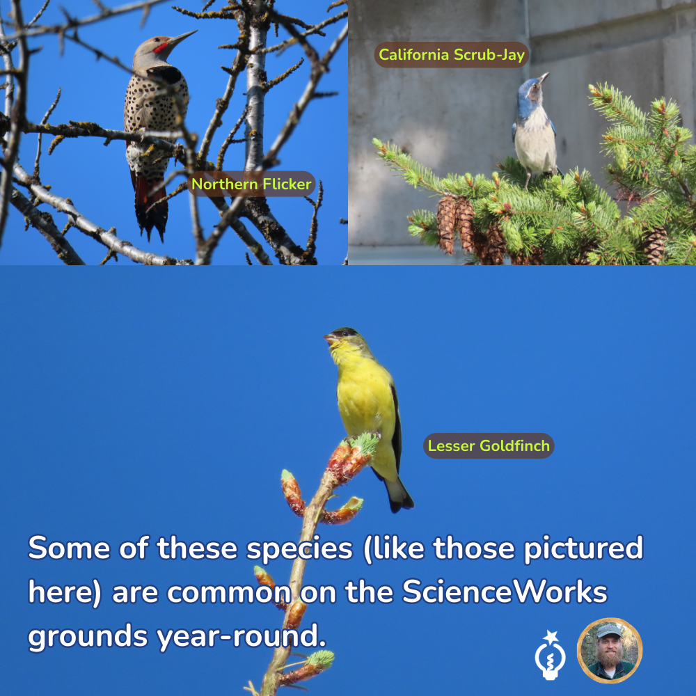 Some of these species (like the northern flicker, california scrub jay, and lesser goldfinch pictured here) are common on the ScienceWorks grounds year-round.
