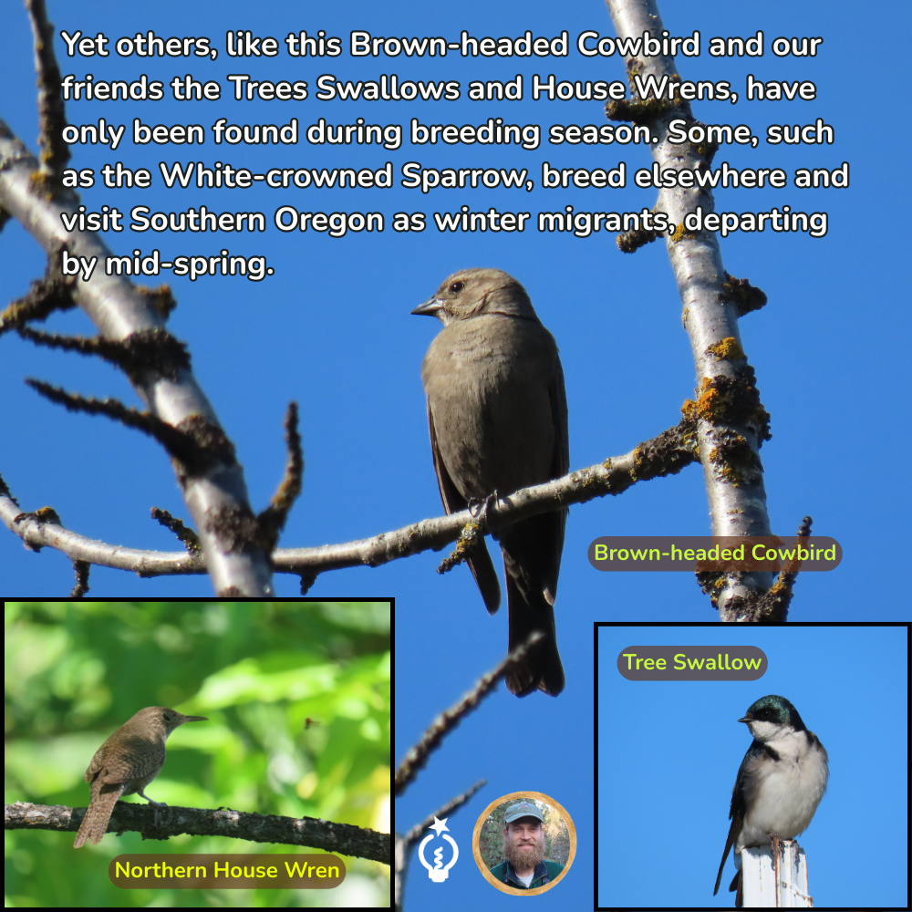 Yet others, like this Brown-headed Cowbird and our friends the Trees Swallows and House Wrens, have only been found during breeding season. Some, such as the White-crowned Sparrow, breed elsewhere and visit Southern Oregon as winter migrants, departing by mid-spring.