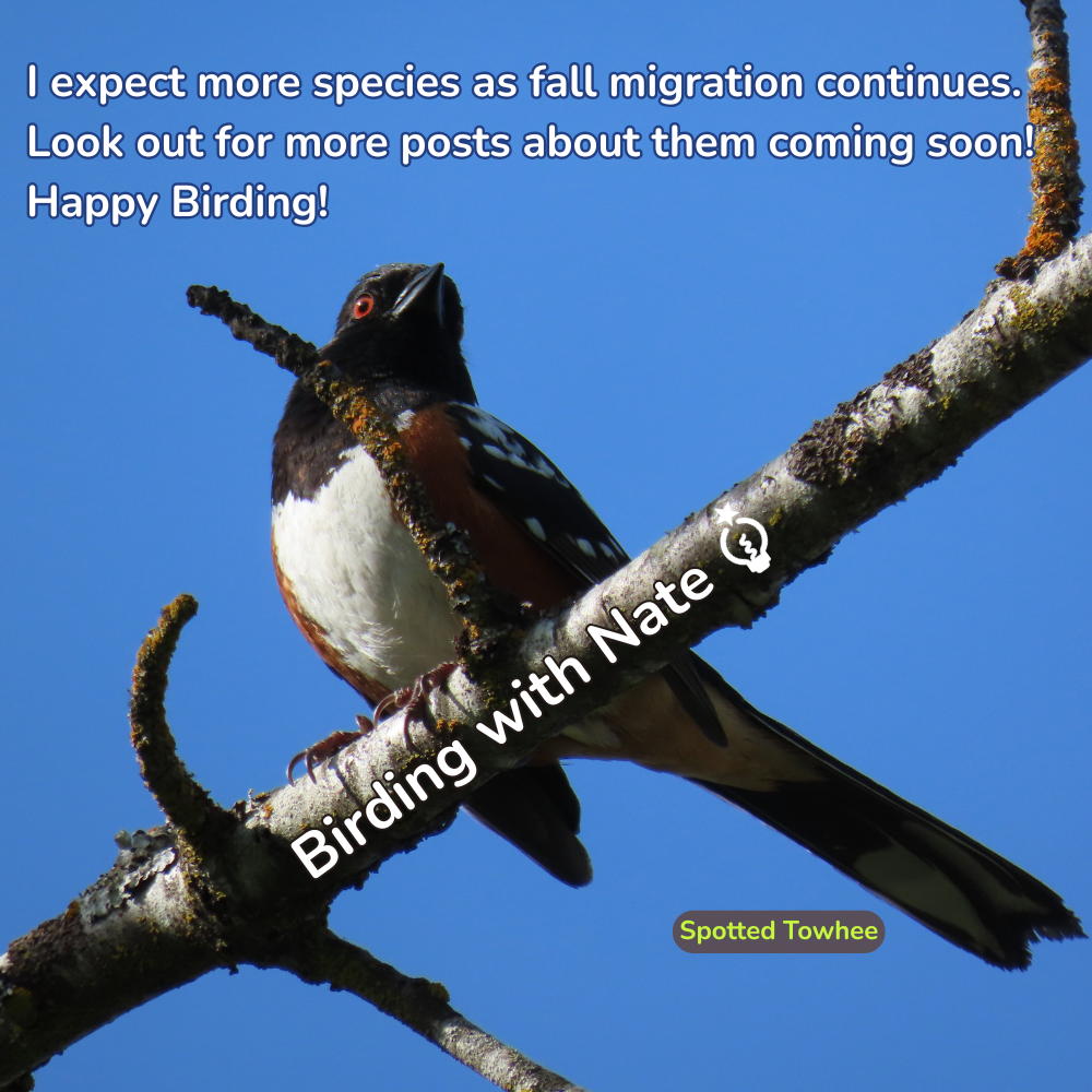 I expect more species as fall migration continues. Look out for more posts about them coming soon! Happy Birding!