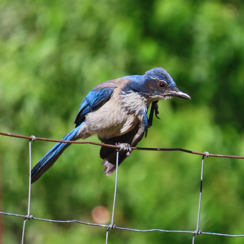 California Scrub-Jay perched on a wire fence against a green blurred background
