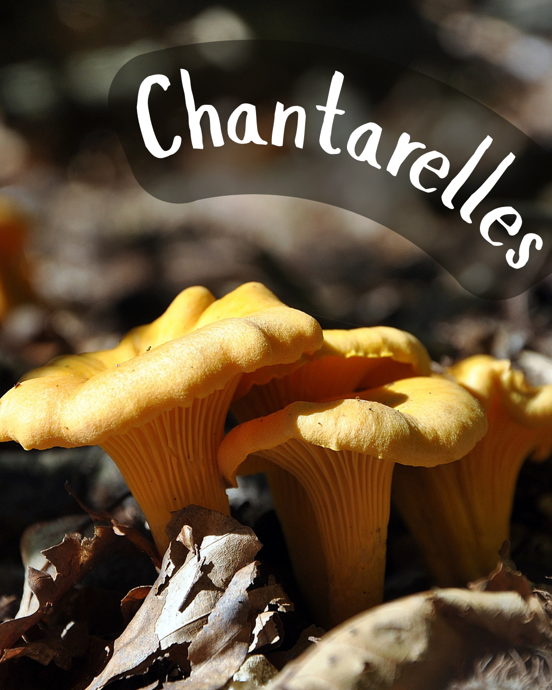 photograph of chantarelle mushrooms