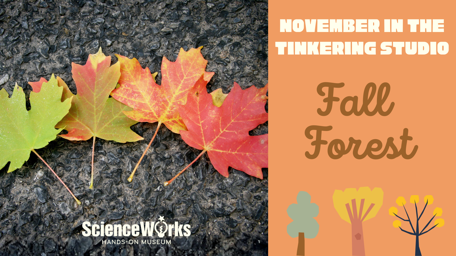 a photograph of autumn leaves in many different colors