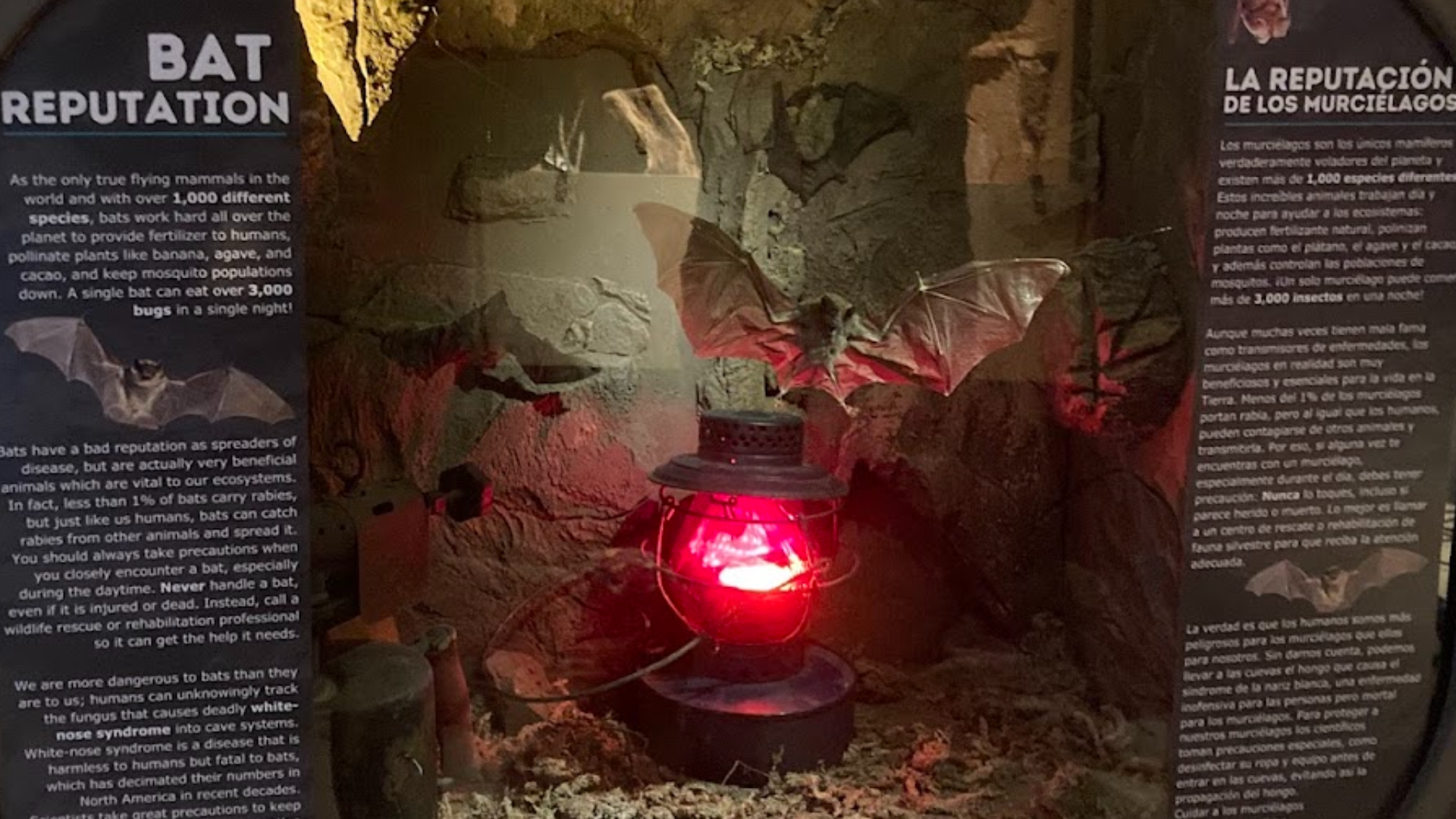 Display about bats with a red-lit lantern in a cave-like setting; text panels explain bat behavior and reputation.