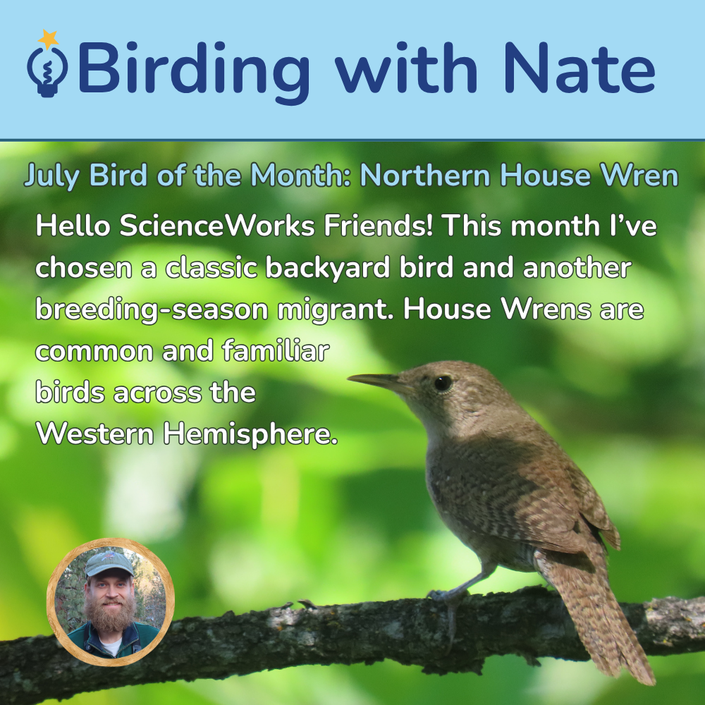 July Bird of the Month: Northern House Wren
Hello ScienceWorks Friends! This month I’ve chosen a classic backyard bird and another breeding-season migrant. House Wrens are common and familiar birds across the Western Hemisphere.