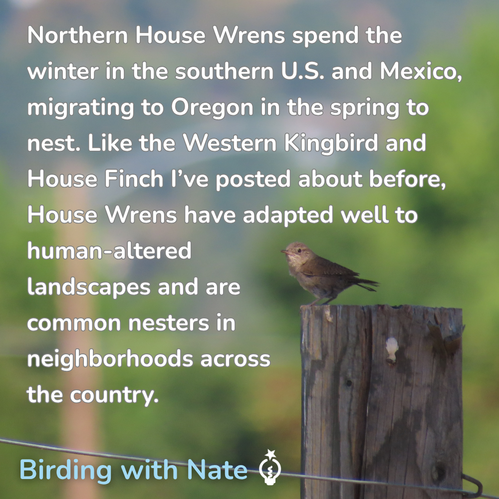 Northern House Wrens spend the winter in the southern U.S. and Mexico, migrating to Oregon in the spring to nest. Like the Western Kingbird and House Finch I’ve posted about before, House Wrens have adapted well to human-altered landscapes and are common nesters in neighborhoods across the country.