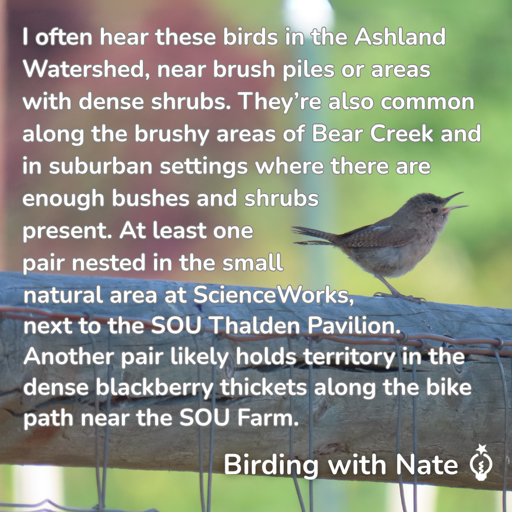 I often hear these birds in the Ashland Watershed, near brush piles or areas with dense shrubs. They’re also common along the brushy areas of Bear Creek and in suburban settings where there are enough bushes and shrubs present. At least one pair nested in the small natural area at ScienceWorks, next to the SOU Thalden Pavilion. Another pair likely holds territory in the dense blackberry thickets along the bike path near the SOU Farm. 