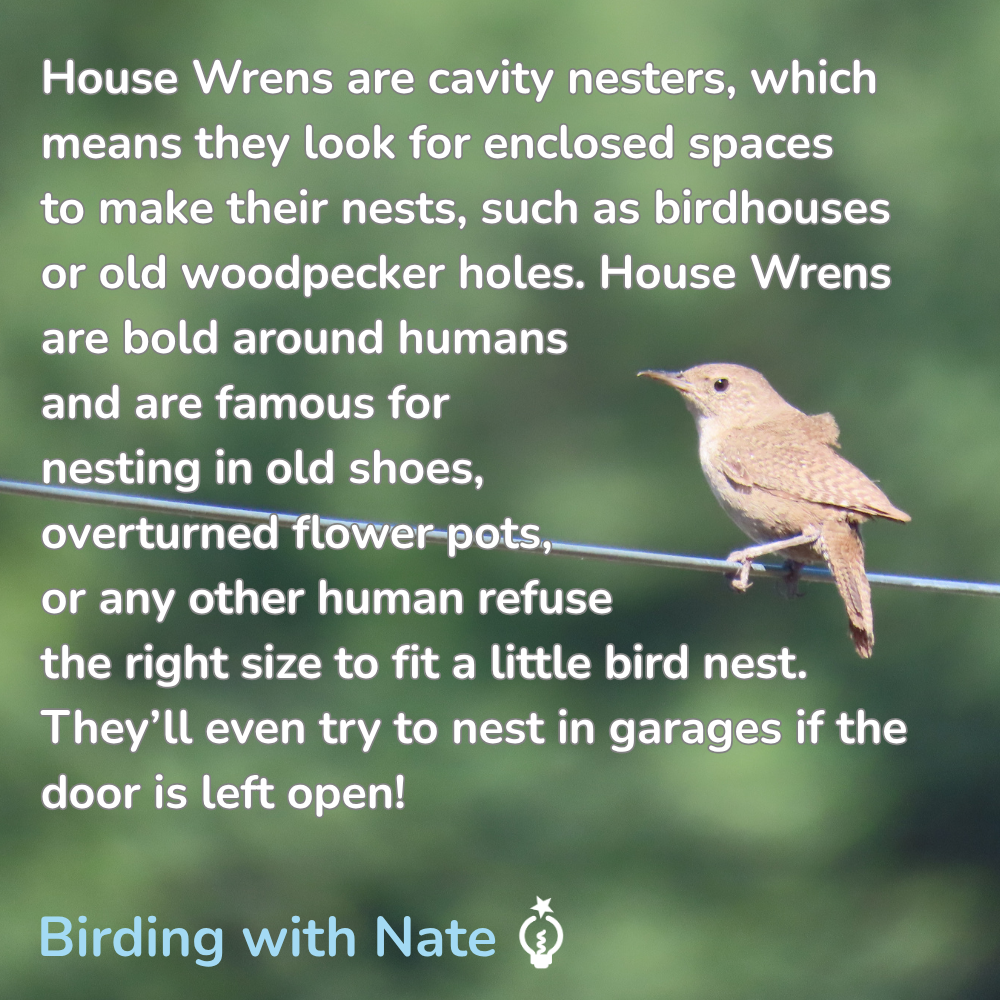 House Wrens are cavity nesters, which means they look for enclosed spaces to make their nests, such as birdhouses or old woodpecker holes. House Wrens are bold around humans and are famous for nesting in old shoes, overturned flower pots, or any other human refuse the right size to fit a little bird nest. They’ll even try to nest in garages if the door is left open!