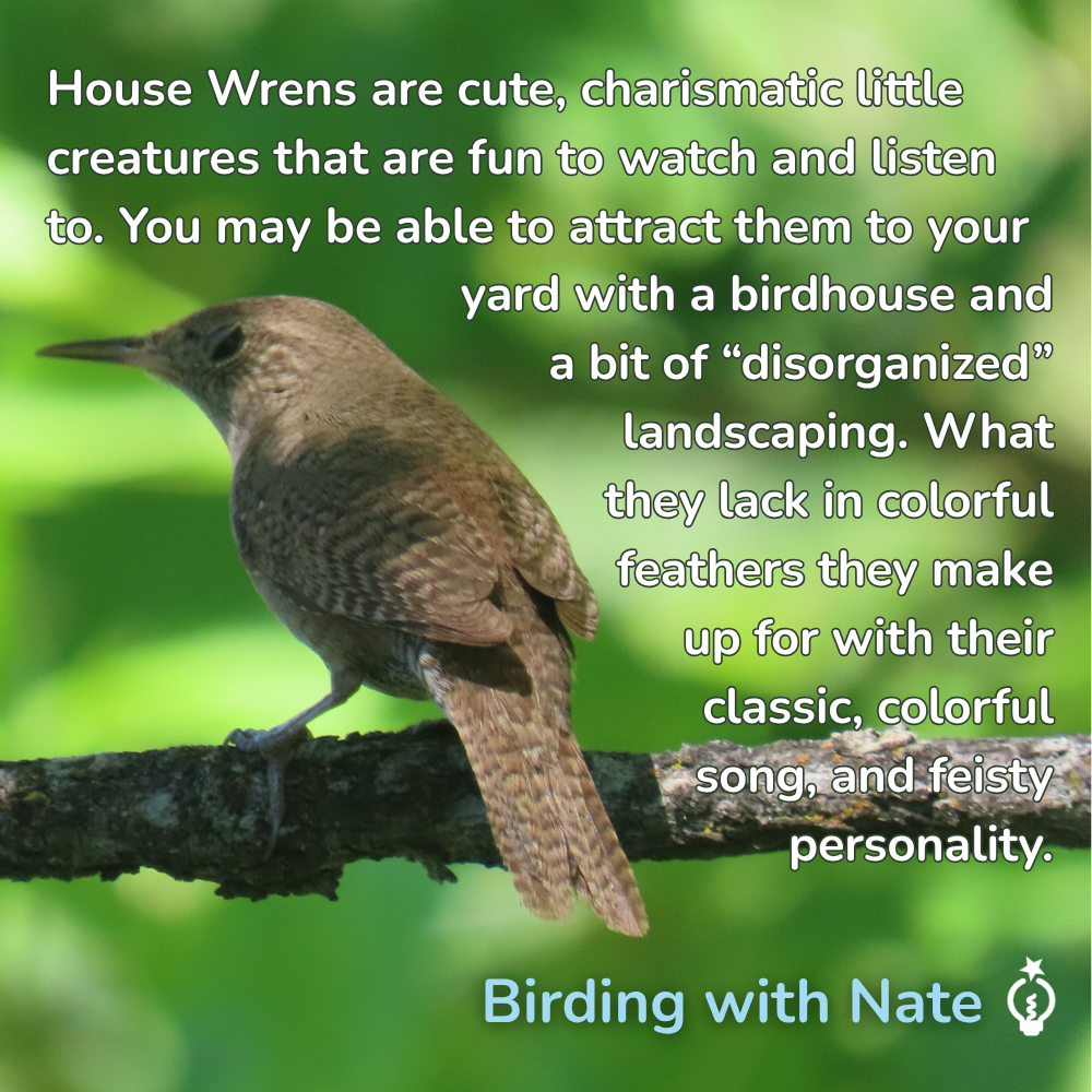 House Wrens are cute, charismatic little creatures that are fun to watch and listen to. You may be able to attract them to your yard with a birdhouse and a bit of “disorganized” landscaping. What they lack in colorful feathers they make up for with their classic, colorful  song, and feisty personality.