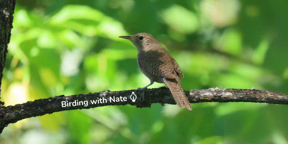 image of northern house wren